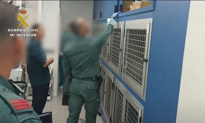 Detenida en Madrid una falsa veterinaria que ejercía sin titulación y utilizando números de otros colegiados