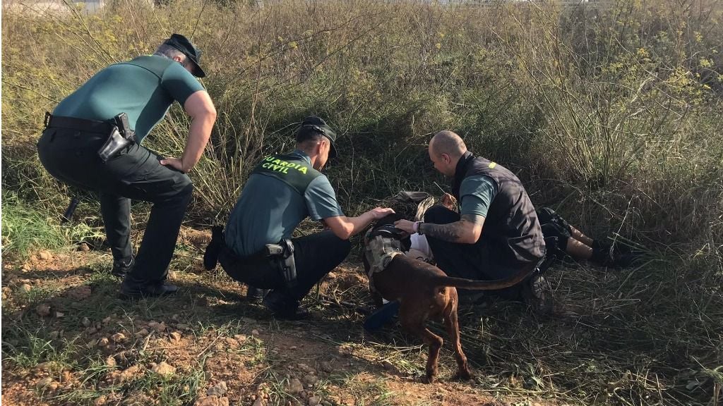 Ronin, el perro policía que salvó la vida a un hombre en Mallorca