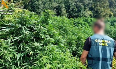 Crece el cultivo ilegal de marihuana en Vizcaya: 12 plantaciones desmanteladas en dos meses