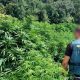 Crece el cultivo ilegal de marihuana en Vizcaya: 12 plantaciones desmanteladas en dos meses
