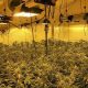 La Guardia Civil desmantela tres plantaciones con mil plantas de marihuana en urbanizaciones de lujo de Calpe