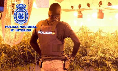 Tres detenidos y 1.200 plantas de marihuana incautadas en una nueva operación antidroga en Humanes