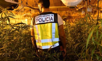 Catorce detenidos de una red que ocupaba fincas en Madrid y Guadalajara para plantar marihuana